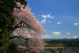 中田島の桜