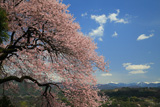 中田島の桜