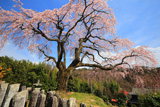 笹見平のしだれ桜
