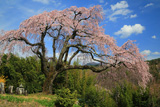 笹見平のしだれ桜