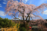 笹見平のしだれ桜
