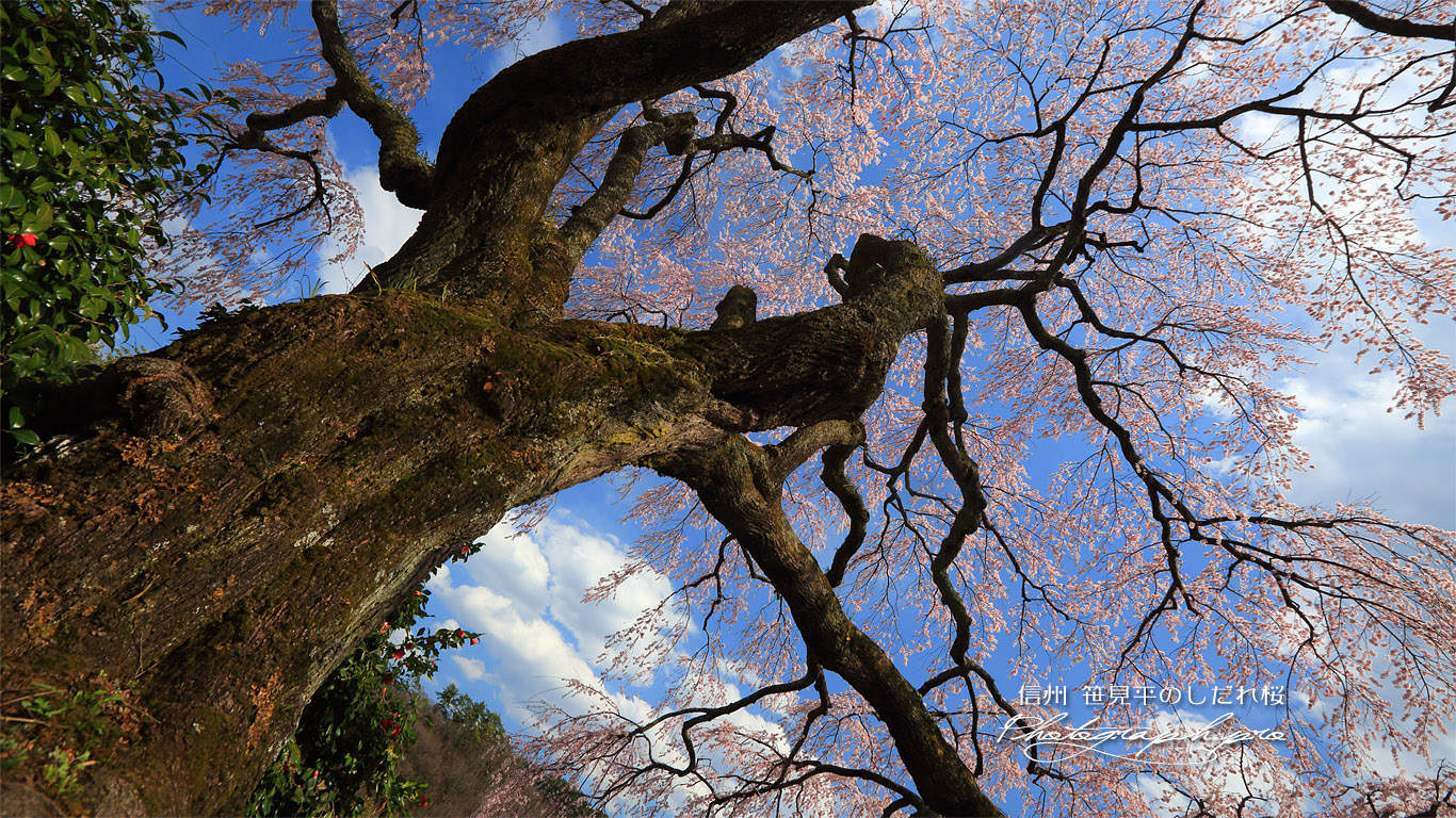 笹見平のしだれ桜 壁紙