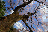 笹見平のしだれ桜