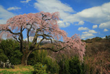 笹見平のしだれ桜
