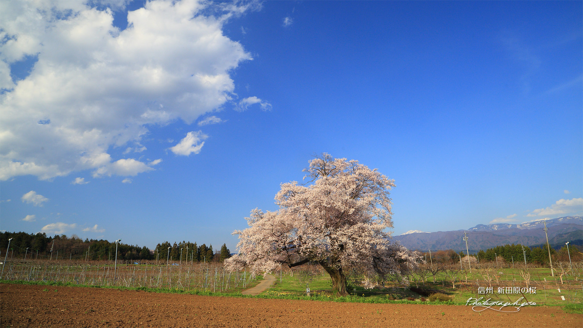 新田原の桜