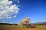 新田原の桜