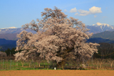 新田原の桜
