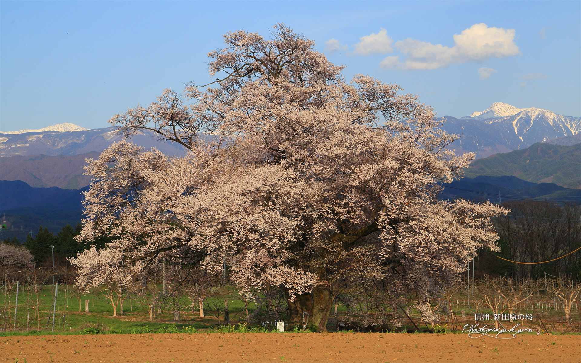 新田原の桜