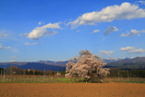 新田原の桜