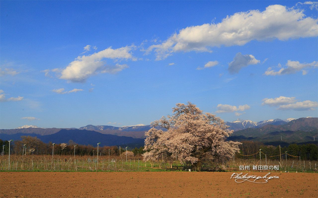 新田原の桜 壁紙