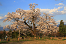 松源寺の門前桜