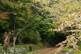 秀衡桜
