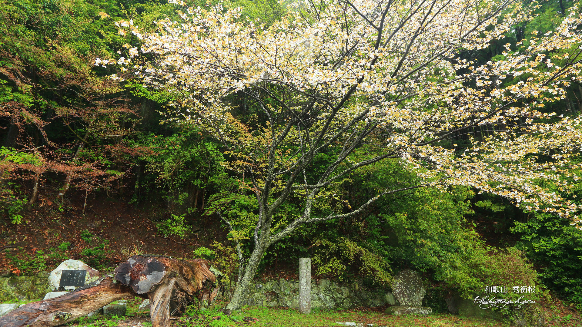 秀衡桜