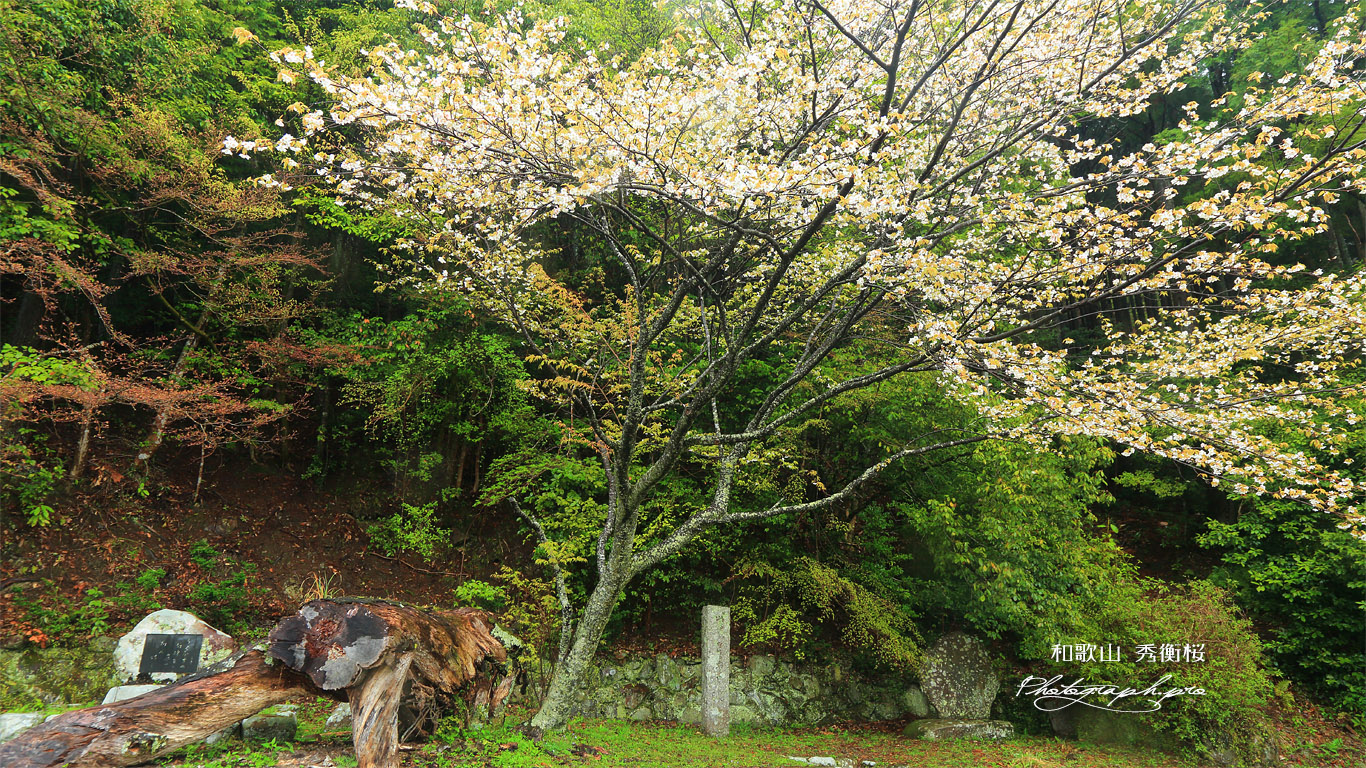 秀衡桜 壁紙