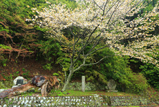 秀衡桜