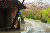 秀衡桜