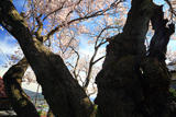 伯先桜