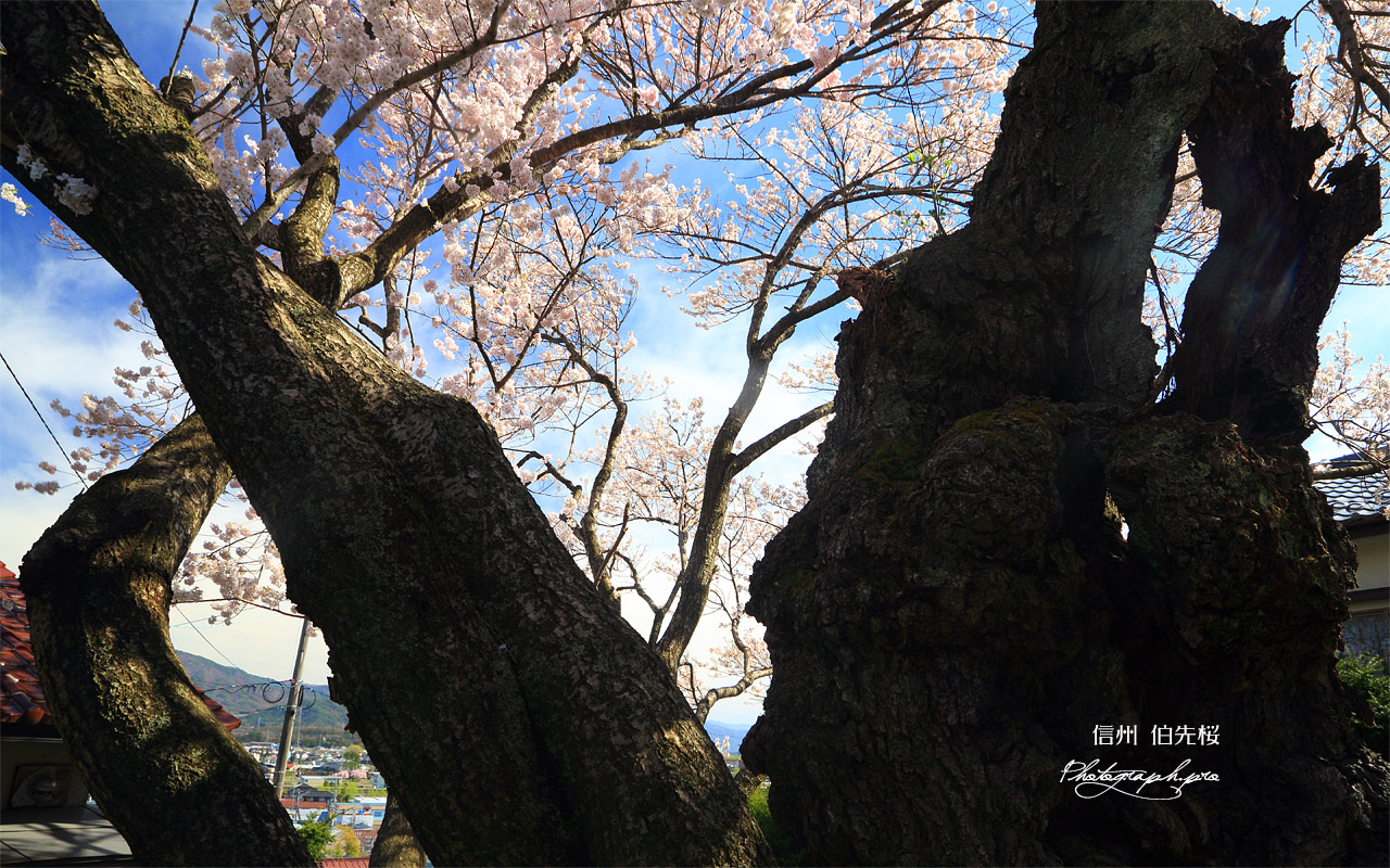 伯先桜 壁紙
