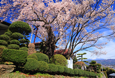 伯先桜
