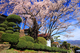 伯先桜