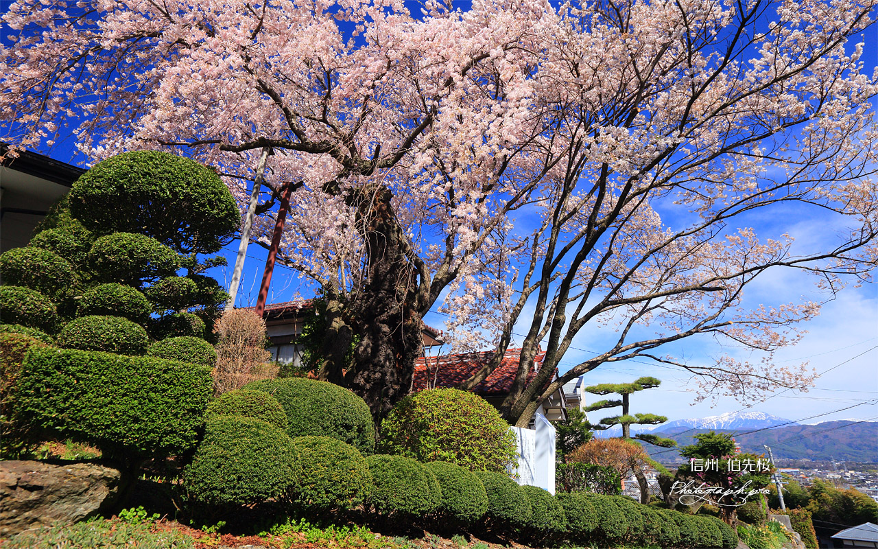 伯先桜 壁紙