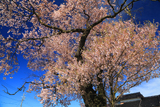 見通し桜