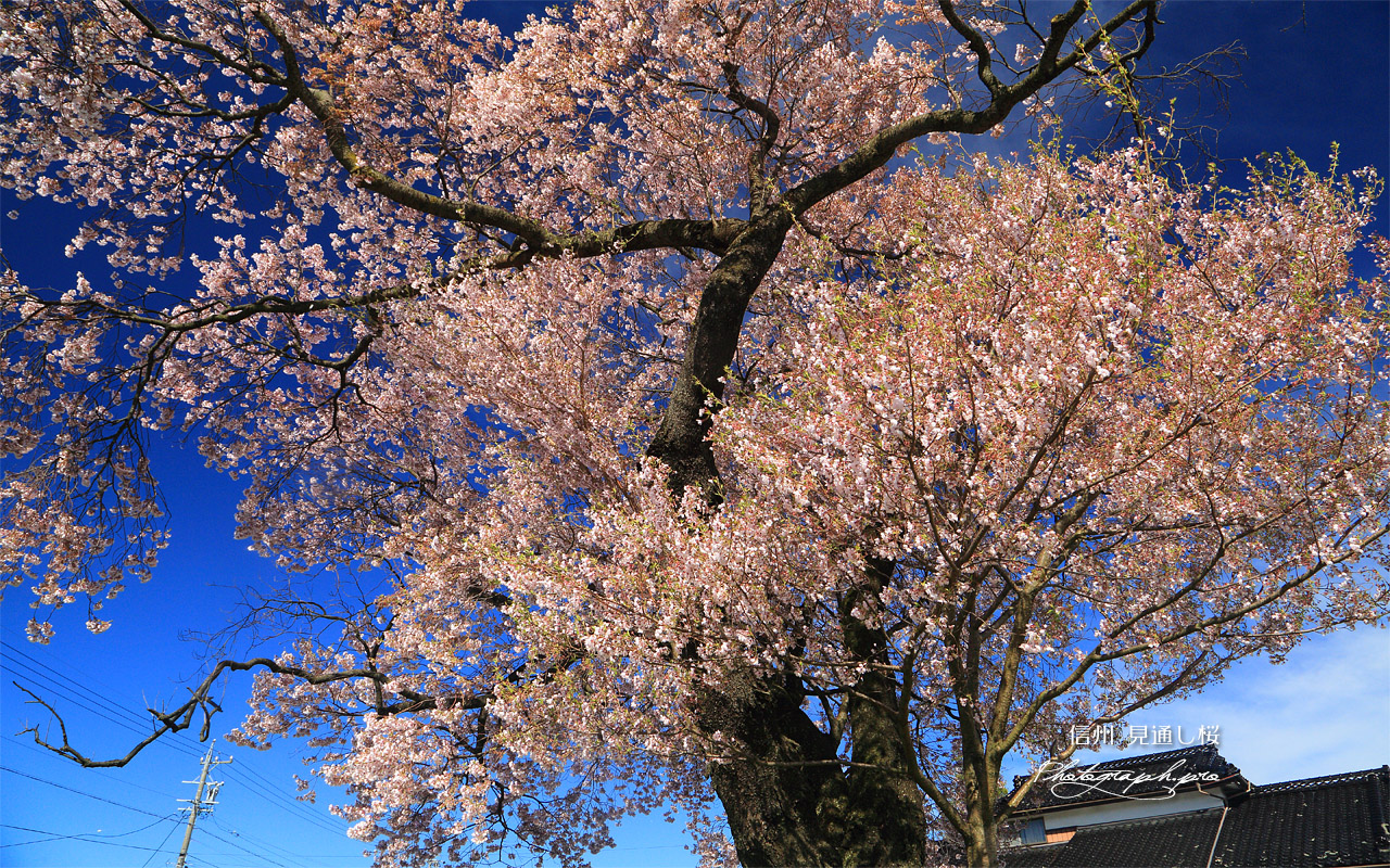 見通し桜 壁紙