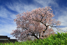 見通し桜