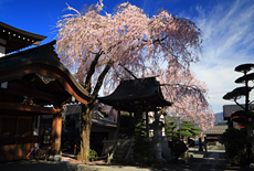 長桂寺のしだれ桜