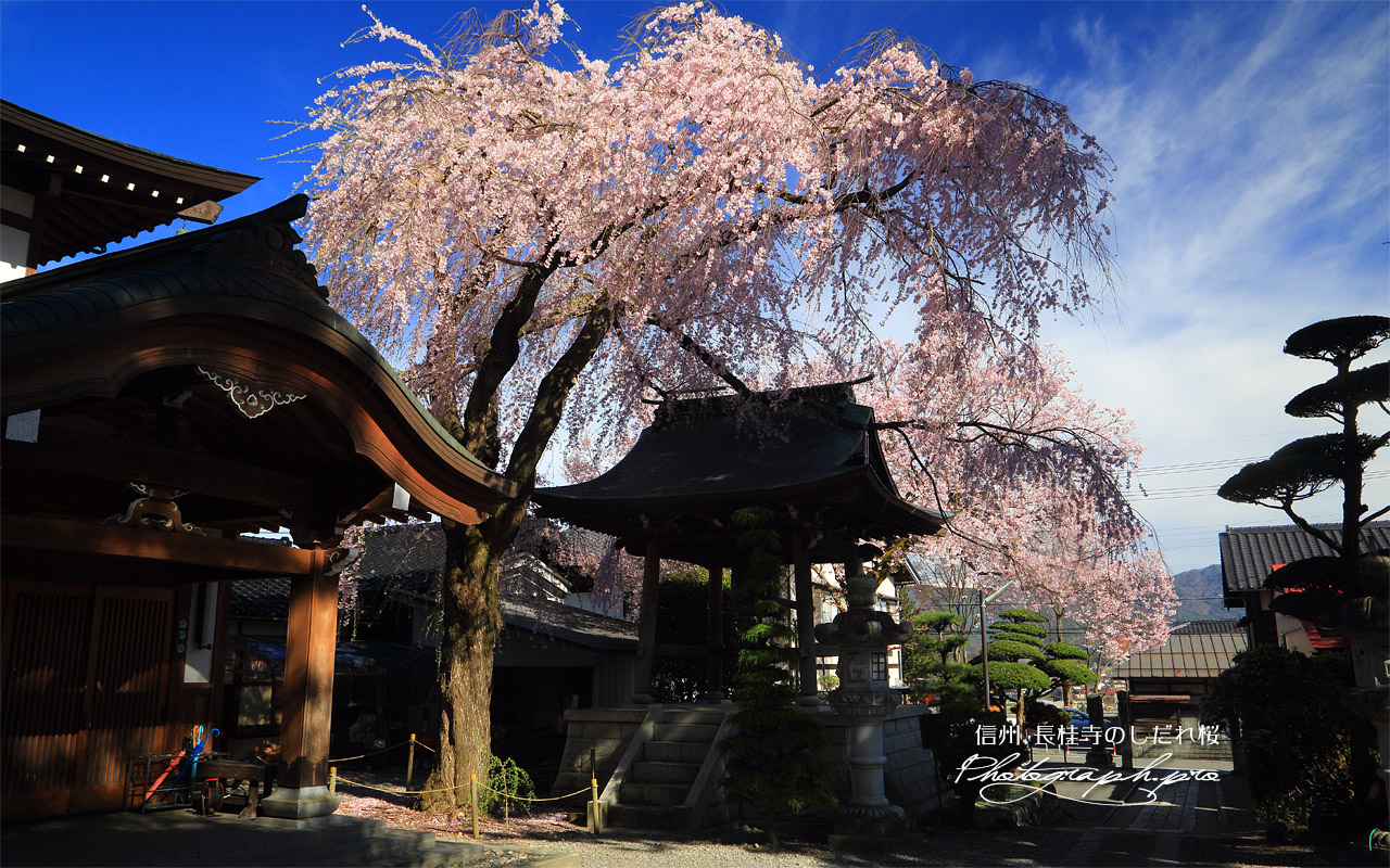 長桂寺のしだれ桜 壁紙