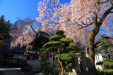 長桂寺の桜