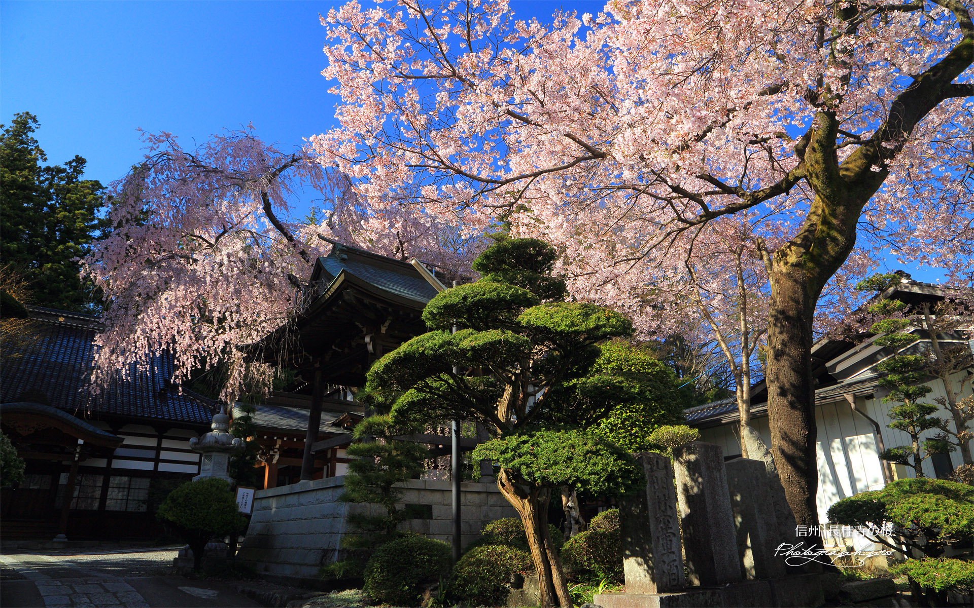 長桂寺のしだれ桜