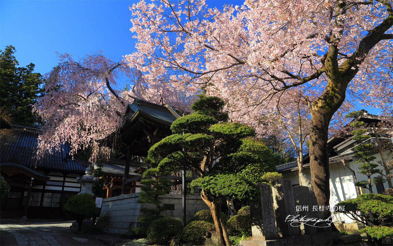 長桂寺のしだれ桜 壁紙