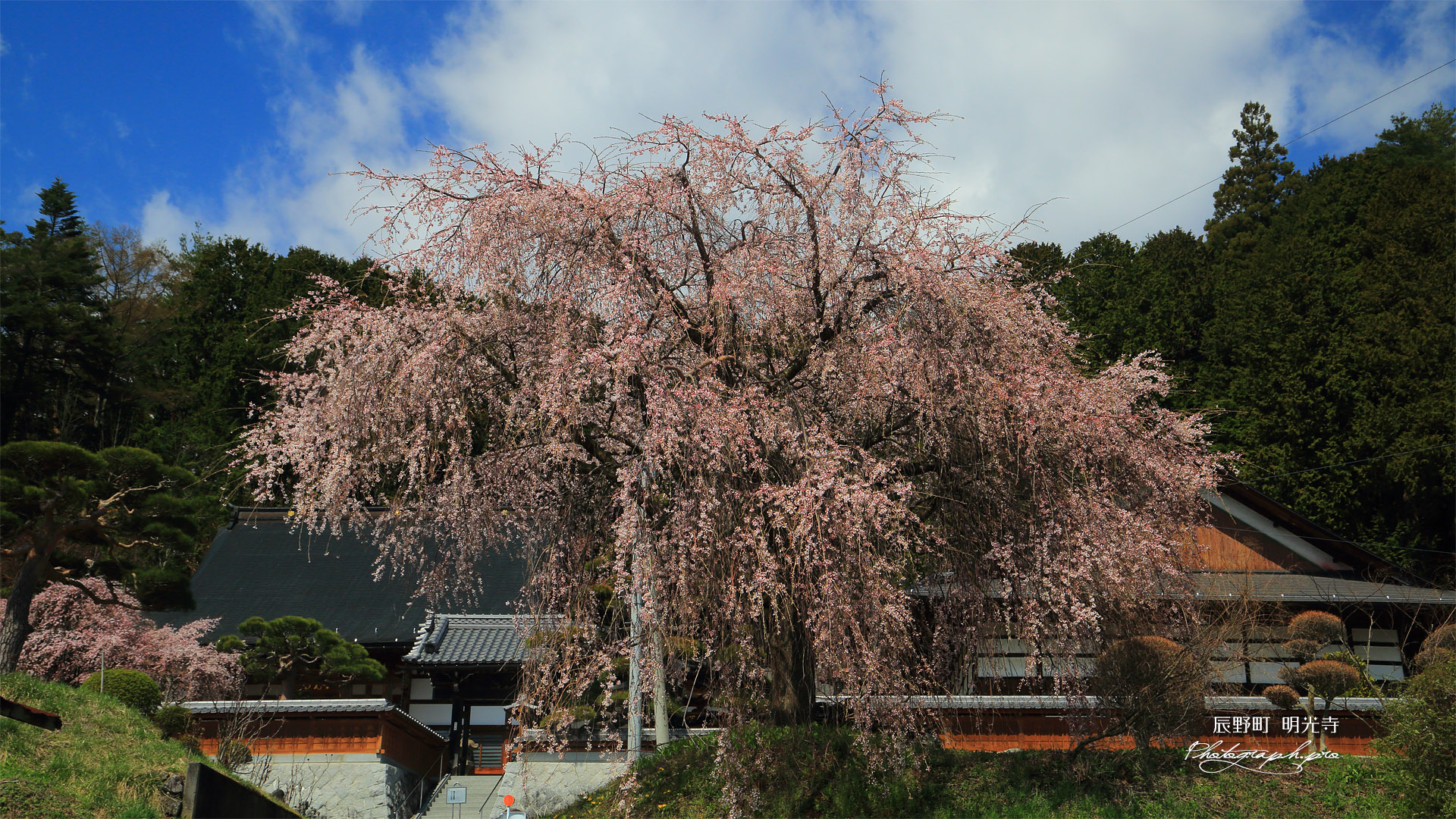 辰野町 明光寺の桜