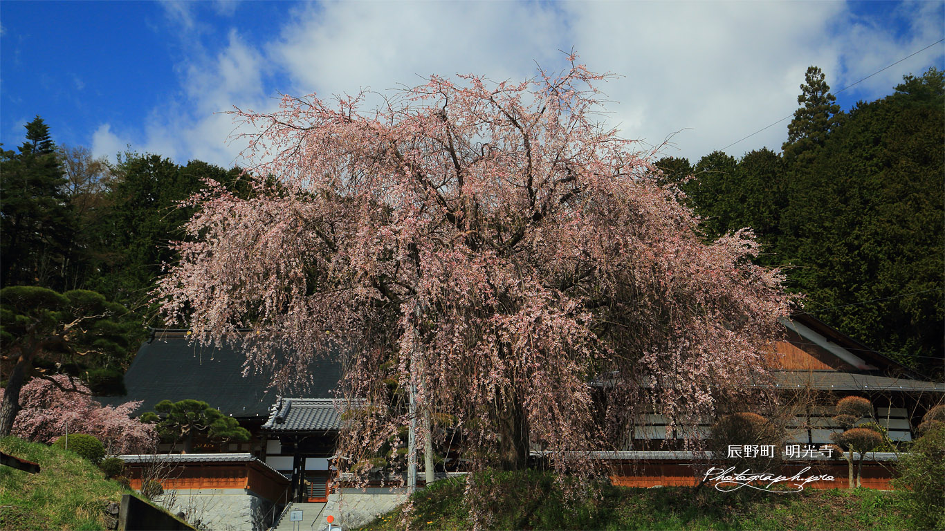 辰野町 明光寺の桜 壁紙