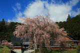 辰野町 明光寺の桜