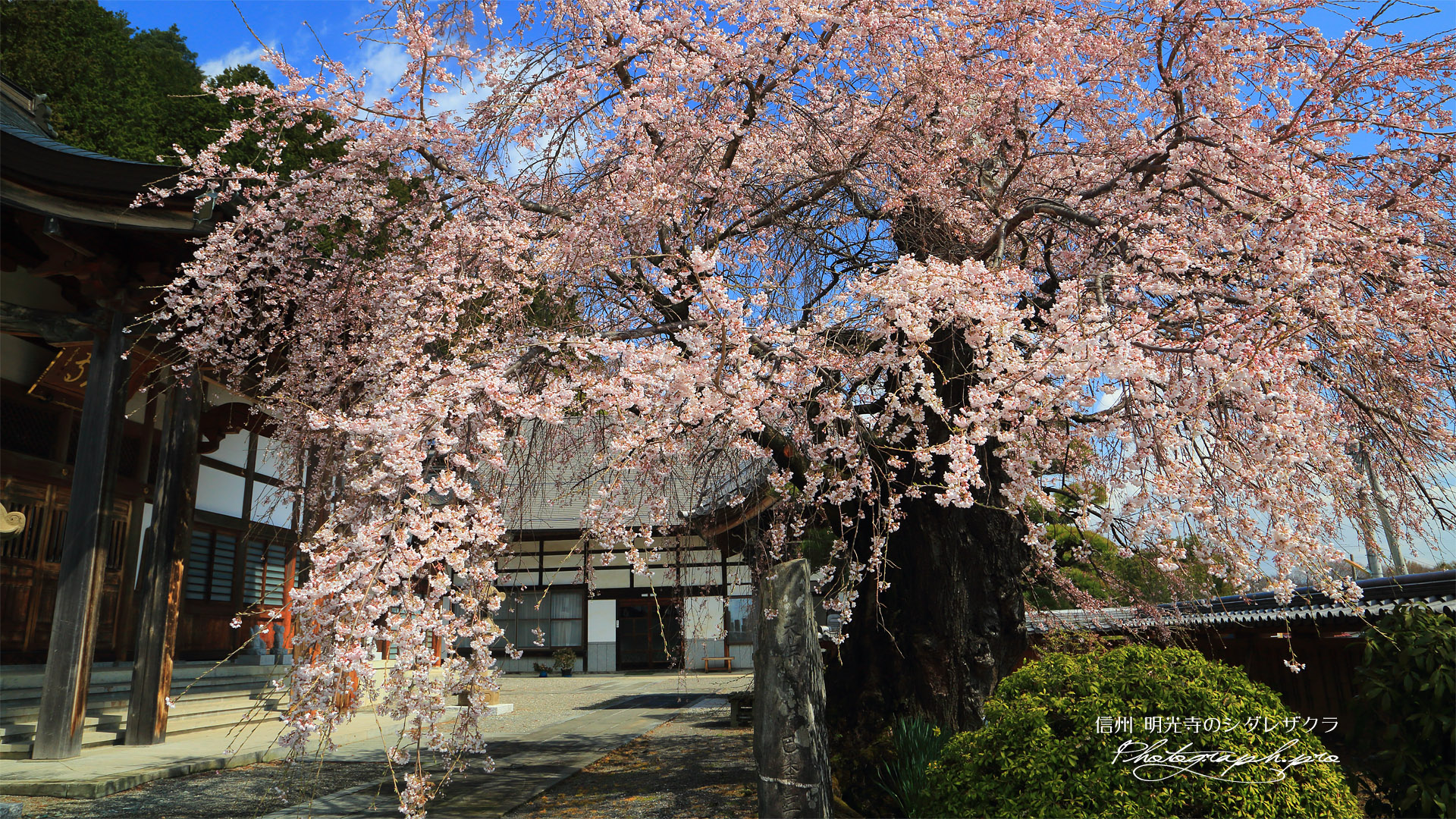 明光寺のシダレザクラ