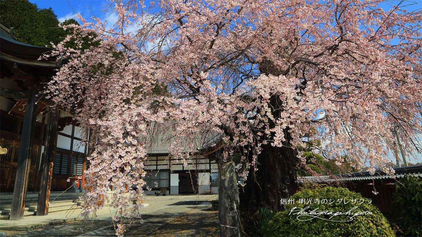 明光寺のシダレザクラ 壁紙