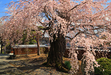 明光寺のシダレザクラ