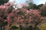 薬王寺のサクラ