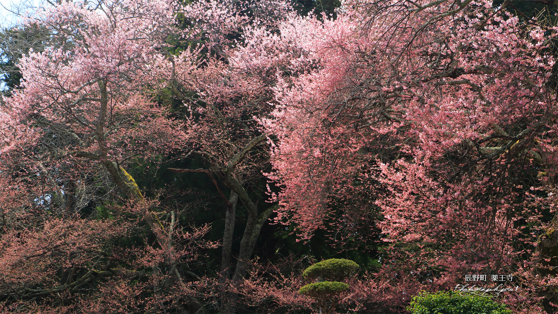 薬王寺の桜