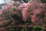 薬王寺の桜