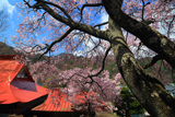 伊那市 常福寺の桜