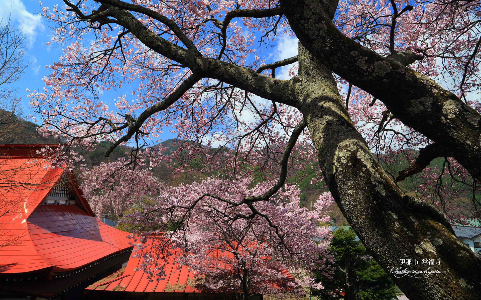 伊那市 常福寺の桜