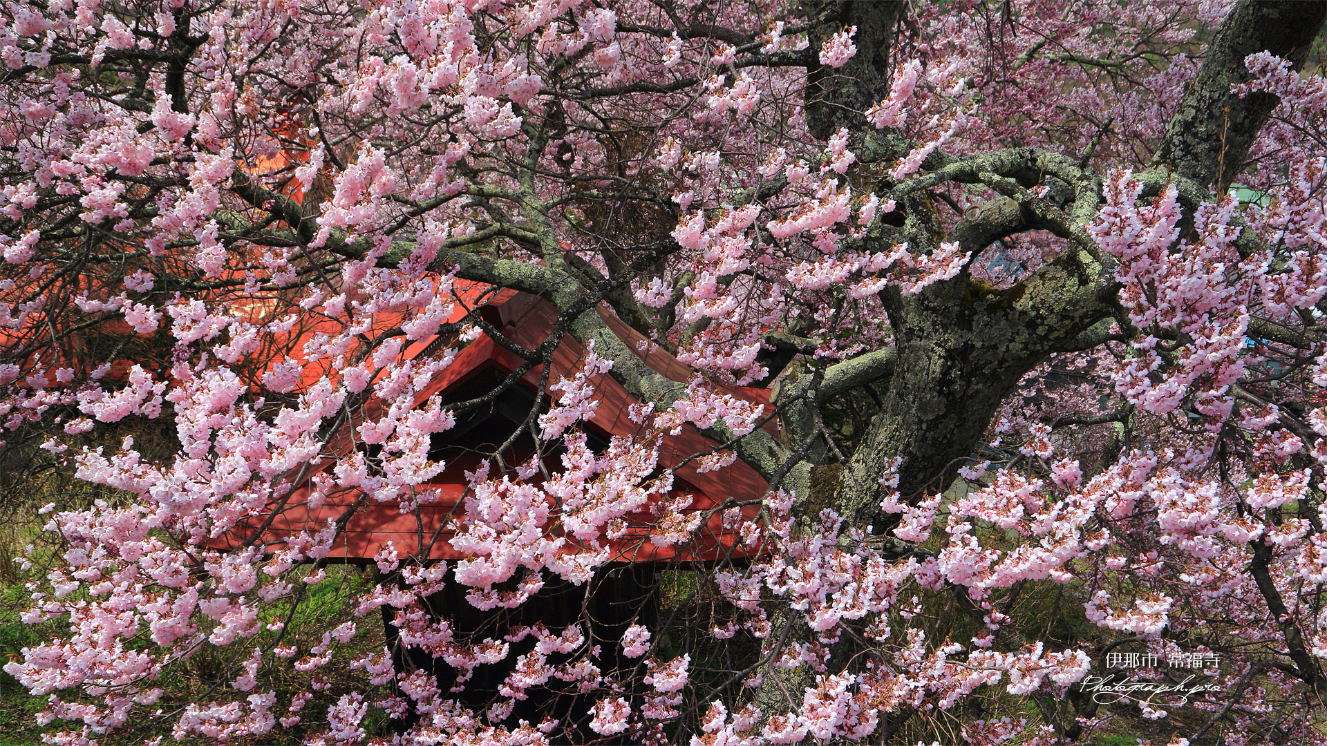 伊那市 常福寺の桜