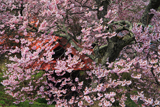 伊那市 常福寺の桜