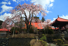 常福寺のしだれ桜