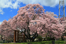 美和湖の桜