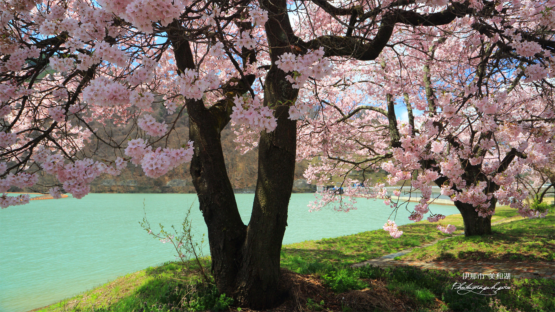 美和湖の桜