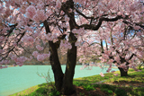美和湖の桜